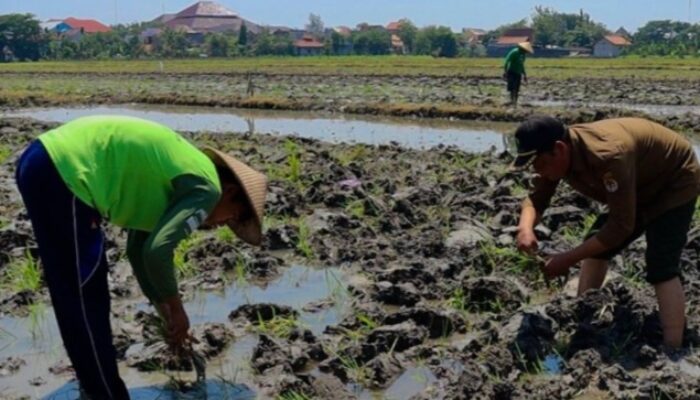Hari Tani Nasional 2025, Perhutani Gandeng Petani Wujudkan Swasembada Pangan Nasional