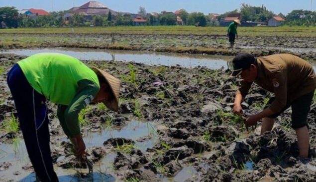 Hari Tani Nasional 2025, Perhutani Gandeng Petani Wujudkan Swasembada Pangan Nasional
