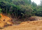 Hutan Lindung Mulai Gundul, Pemerintah Bakal Pidanakan Pembalak Liar