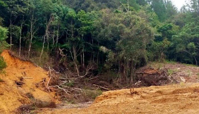 Hutan Lindung Mulai Gundul, Pemerintah Bakal Pidanakan Pembalak Liar
