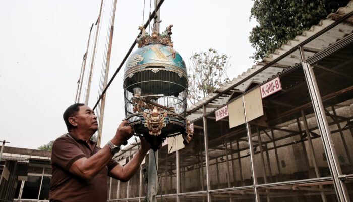 FOTO: Menyusuri Penangkaran Perkutut Sang Laksamana