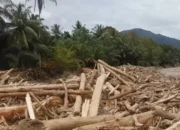 Titiek Minta Pelaku Pembalakan Hutan Ditindak Tegas