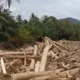 Pohon Hutan Sumatra