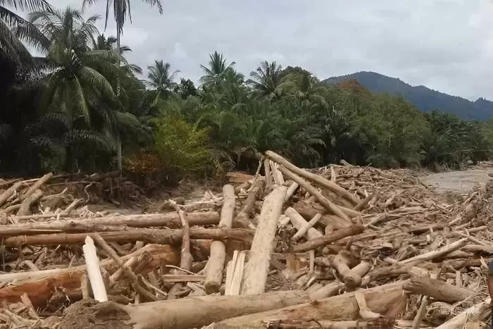 Pohon Hutan Sumatra