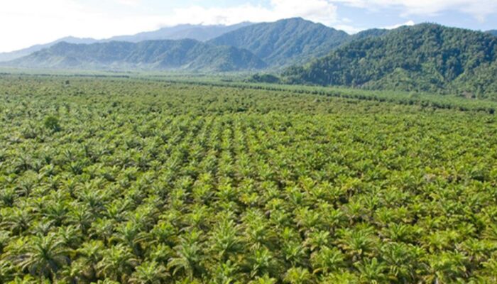 Khawatirkan Kerusakan Hutan dan Konflik Agraria, Masyarakat Adat Tolak Wacana Lumbung Pangan-Energi di Papua