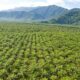 Khawatirkan Kerusakan Hutan dan Konflik Agraria, Masyarakat Adat Tolak Wacana Lumbung Pangan-Energi di Papua