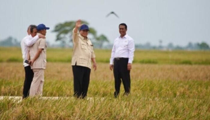 Presiden Prabowo Buktikan Swasembada Beras, Produksi Tembus 34,69 Juta Ton dan Impor Beras Disetop