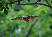 Nipah Mengintai dari Sayap Malam, Kelelawar Jadi Alarm Ancaman Kesehatan Alam