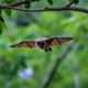 Waspada Risiko Nipah Bisa dari Buah dan Hewan Ternak