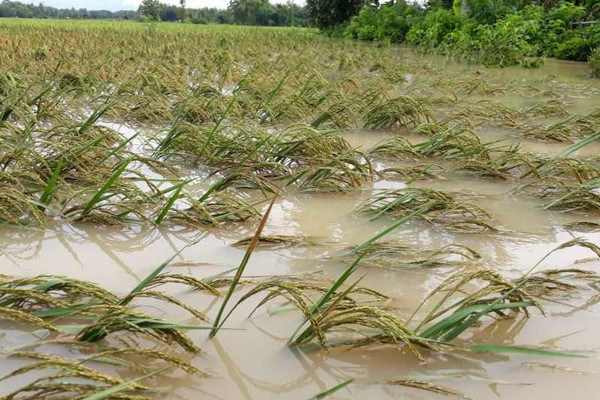 Pemerintah Gaji Petani Terdampak Bencana Sumatera Lewat Skema Padat Karya
