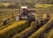 Indonesia Capai Swasembada 7 Komoditas Pangan Strategis