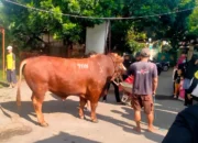 Sapi Kurban 1,1 Ton Kiriman TIW Hebohkan Masjid Kawasan Rumah Amien Rais
