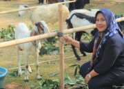 Hewan Kurban Kambing