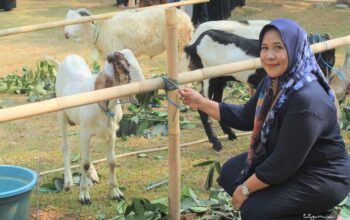 Hewan Kurban Kambing