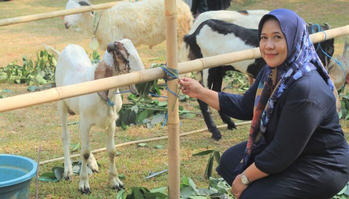 Kementan Edukasi Pelaksanaan Kurban Aman, Higienis dan Halal