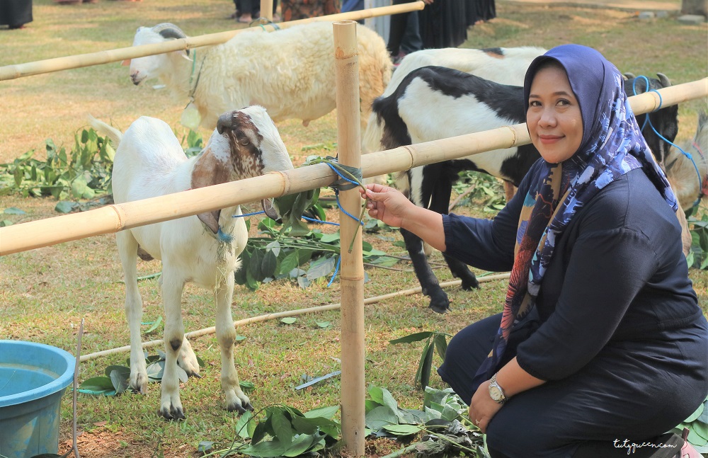 Hewan Kurban Kambing