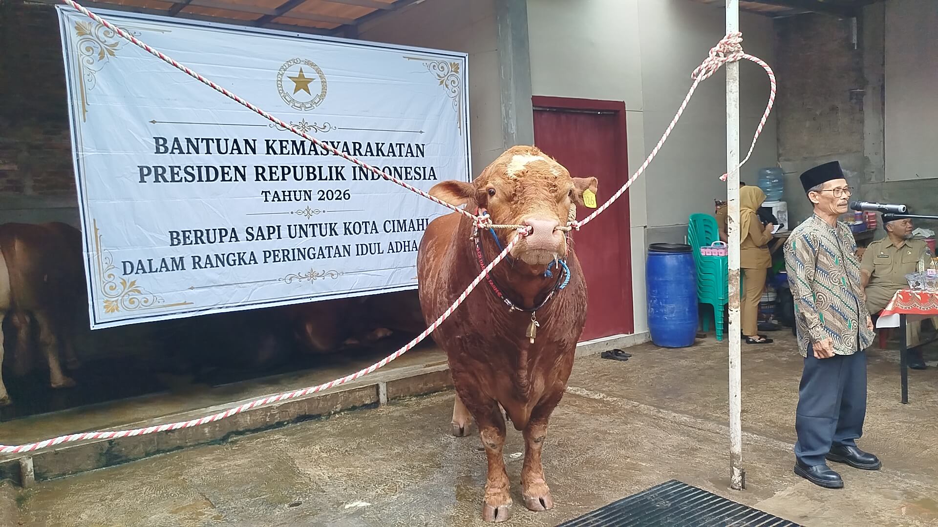Sapi Kurban Bantuan Presiden