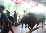 Masjid Istiqlal Potong 78 Hewan Kurban, Daging Dibagikan dalam 10 Ribu Paket