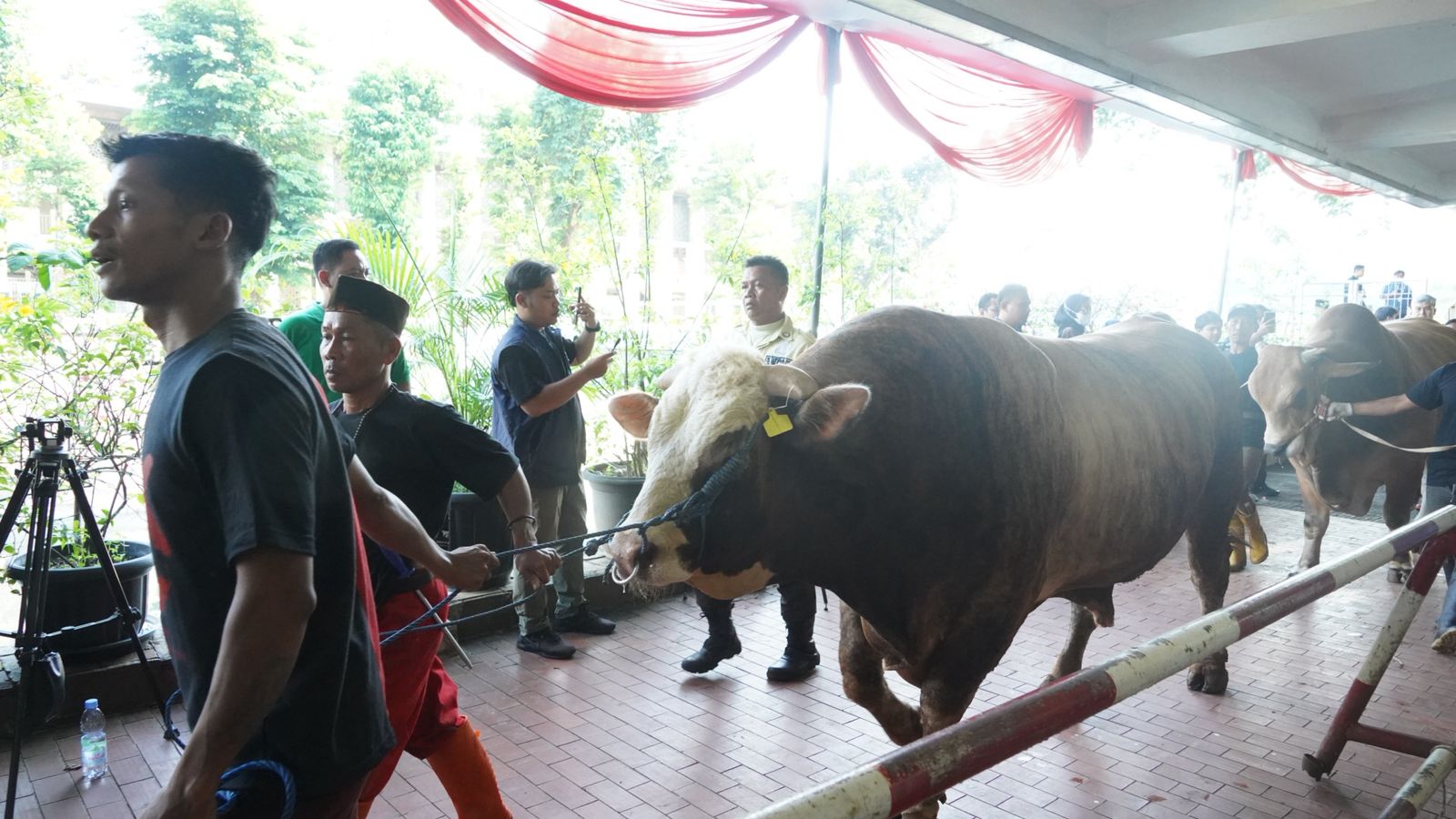 Sapi Di Masjid Istiqlal