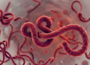 WHO Tetapkan Ebola Darurat Global, Kemenkes Perketat Pengawasan di Bandara dan Pelabuhan