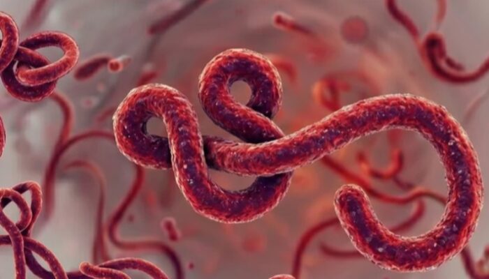 WHO Tetapkan Ebola Darurat Global, Kemenkes Perketat Pengawasan di Bandara dan Pelabuhan