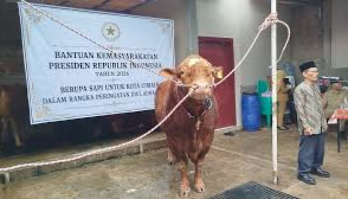 DPR Bela Presiden karena APBN untuk Sapi Kurban Dinilai Wajar
