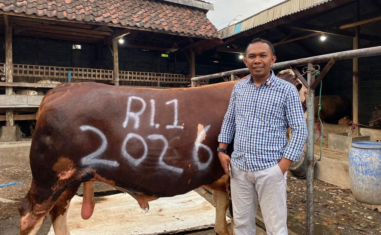 Sapi Kurban Dari Presiden Prabowo