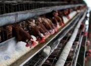 DPR Miris Terduga Maling Ayam Tewas Diamuk Massa
