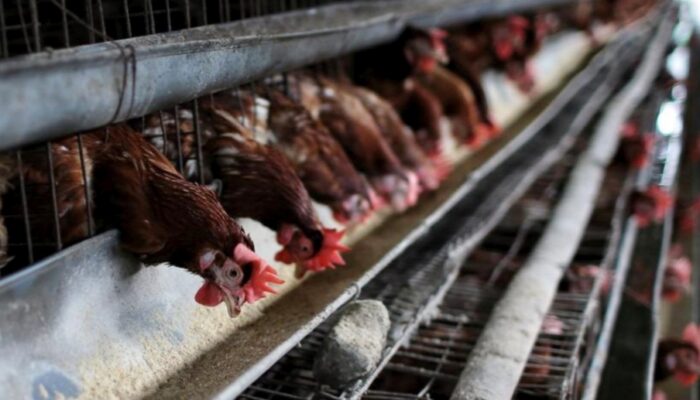 Harga Ayam Hidup Anjlok, Peternak Kian Tertekan