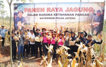 Panen Raya Di Ngareanak