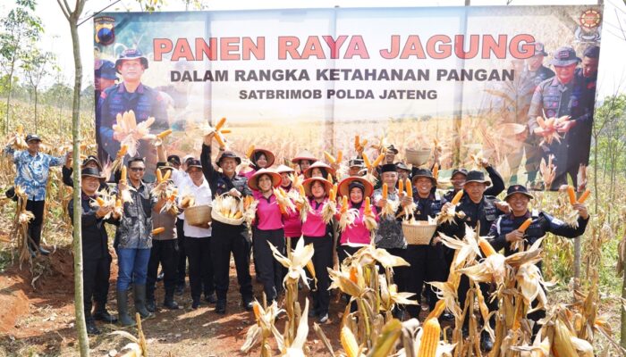Kabid Humas: Brimob Polda Jateng Panen 8 Ton Jagung, Perkuat Ketahanan Pangan Nasional