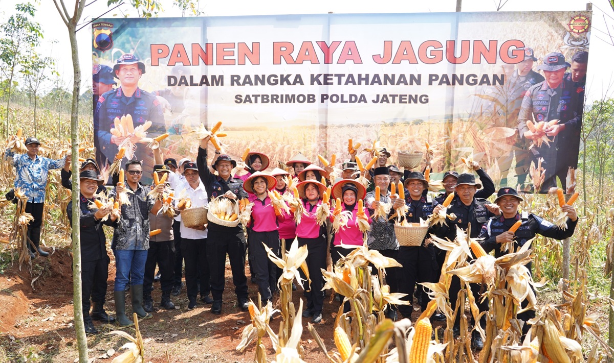 Panen Raya Di Ngareanak