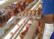 Peternak Menjerit Gegara Harga Telur Anjlok