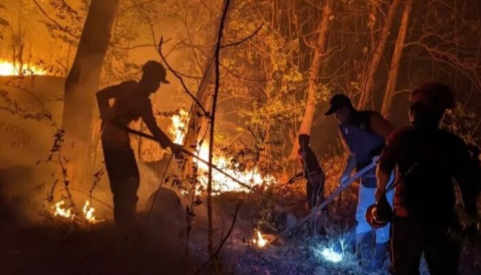 Karhutla Hanguskan 15 Hektare Kawasan Gunung Gombak di Ponorogo