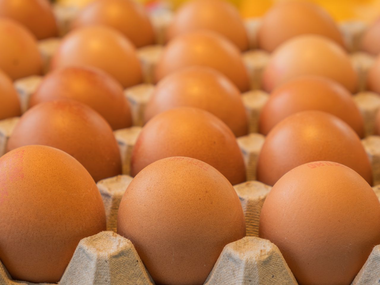 Telur Ayam
