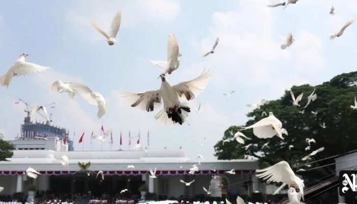 ICW Soroti Pengadaan Merpati Rp305 Juta untuk HUT RI
