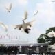 Icw Soroti Pengadaan Merpati Rp305 Juta Untuk Hut Ri
