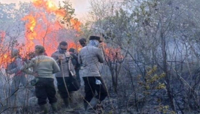 TN Way Kambas Kebakaran, Kemenhut Gandeng Polri Usut Dugaan Kesengajaan