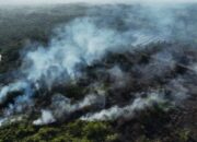 55 Orang Jadi Tersangka Karhutla, Total Lahan Terdampak Terbakar Tembus 3 Juta Hektar