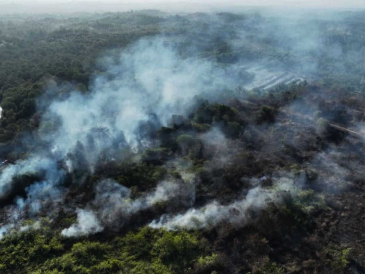 Kebakaran Hutan Karhutla