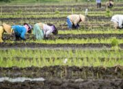 RUU Reforma Agraria Harus Koreksi Ketimpangan Penguasaan Tanah, Bukan Sekadar Administrasi