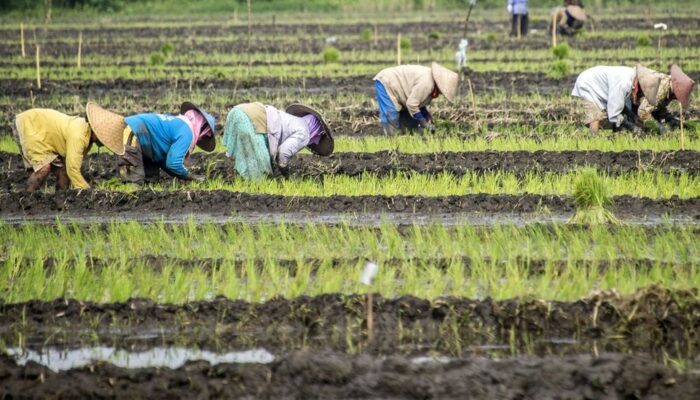 RUU Reforma Agraria Harus Koreksi Ketimpangan Penguasaan Tanah, Bukan Sekadar Administrasi