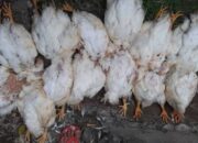 Ratusan Ayam Mati Akibat Asap Karhutla di Sanggau