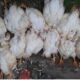 Ayam Mati Mendadak