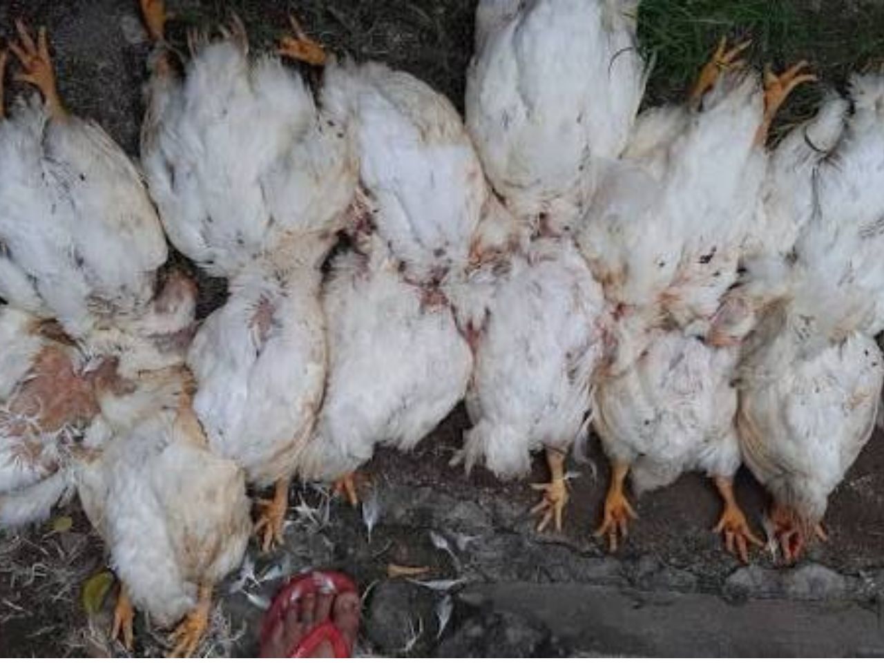 Ayam Mati Mendadak