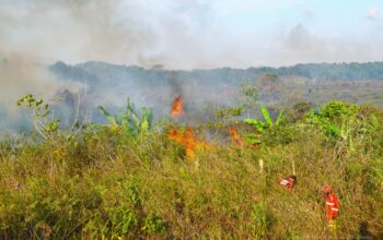 Kebakaran Hutan Dan Gambut Di Kalimantan