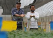 Benediktus Tommy Aims Bibit Kentang Unggulan
