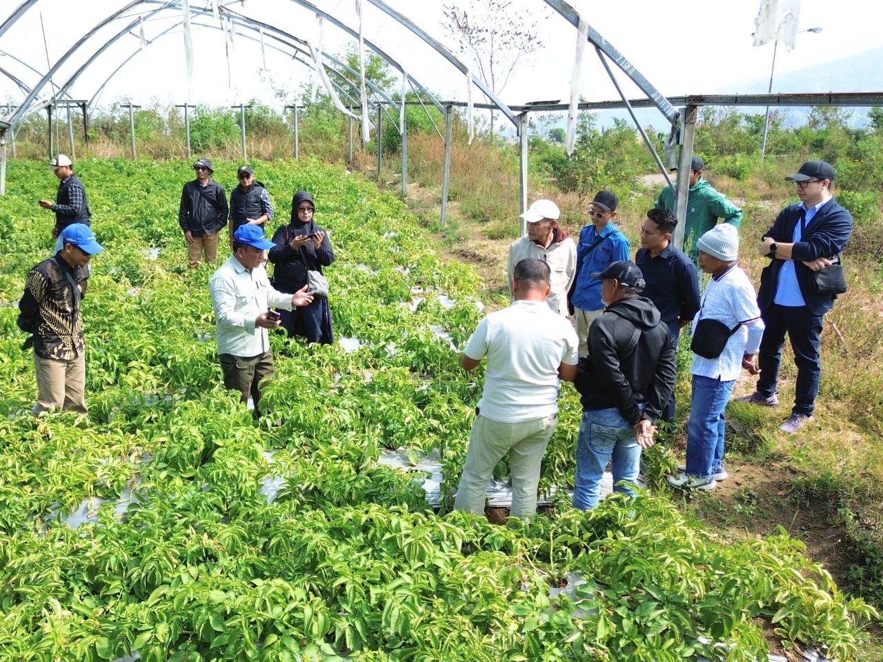 Ladang Bibit Kentang Unggulan Chitra Aims