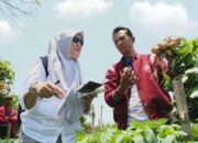 Petani Kentang Aims