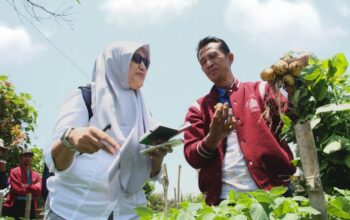 Saat Bibit Kentang Lokal Unjuk Gigi di Hadapan Industri